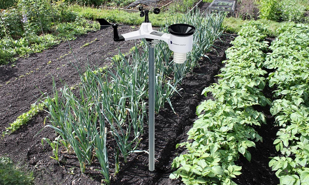 How to Maintain Your Outdoor Garden with an Ambient Weather® Station and Sensors